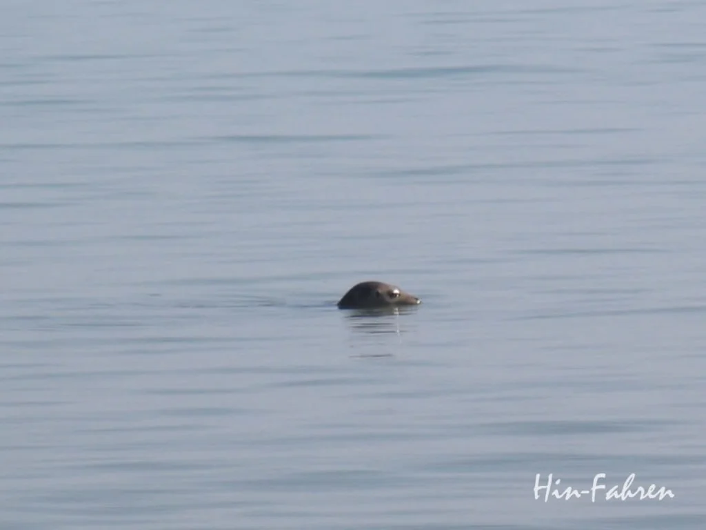 Seehund streckt seinen Kopf aus dem Wasser