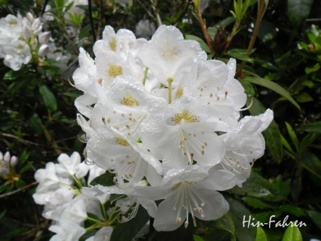 Auch Rhododendron, Azaleen und Magnolien blühen an der Alabasterküste #Blüte