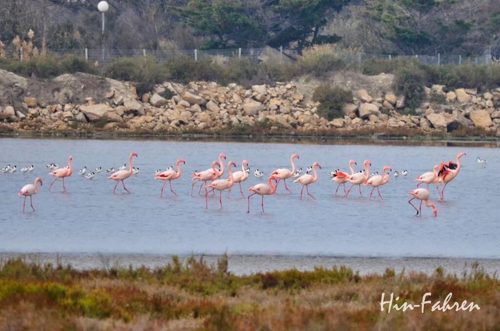 Flamingos in der Camargue an Ostern