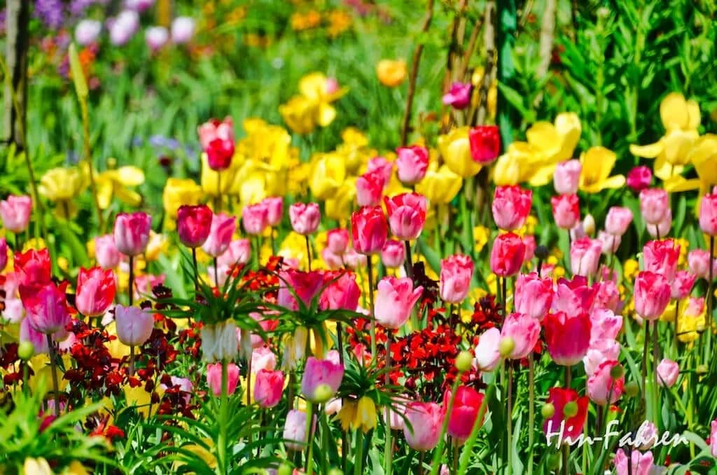 Schönes Ziel an Ostern mit Wohnmobil in der Normandie: Blühende Tulpen in Giverny