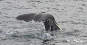 Wale in Norwegen beobachten: Walfluke kurz vor dem Abtauchen
