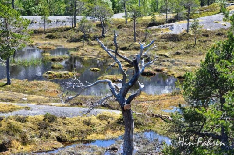 Abgestorbener Baum in Gletscherlandschaft in Norwegen