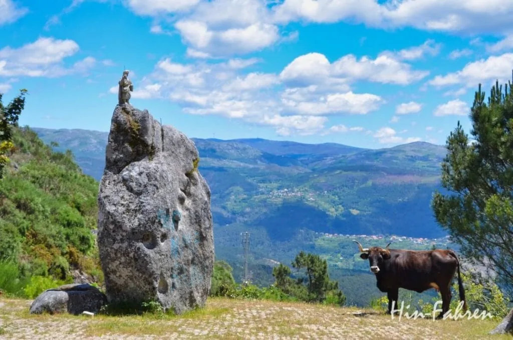 Rind mit großen Hörnern und Heiligenfigur in  Nord-Portugal