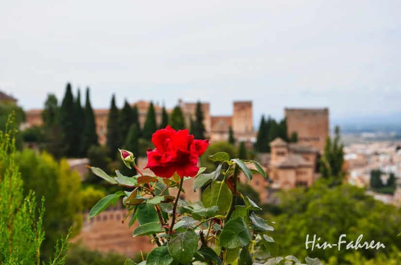 Eine letzte Herbst-Rose: Blick auf die Alhambra von Granada