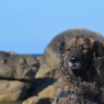 Wohnmobil-Camping mit Hund: Auszeit mit Hund am Strand