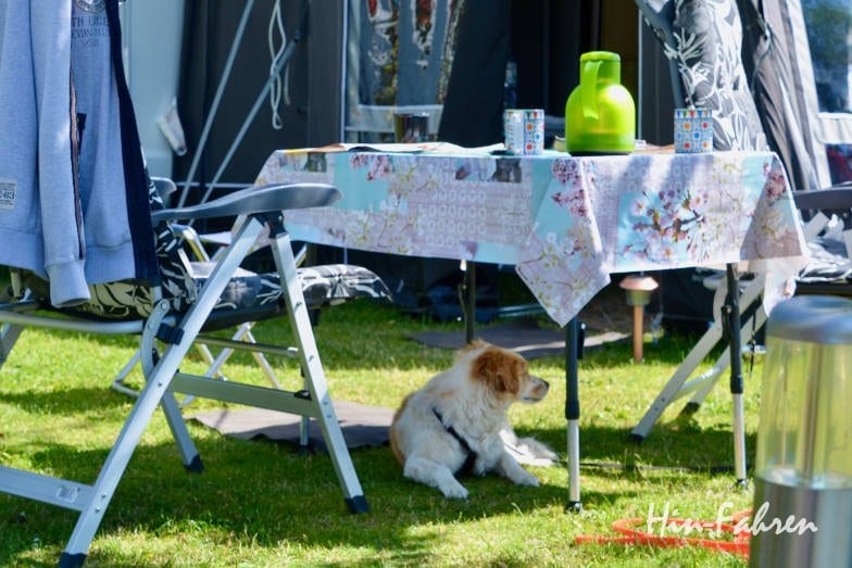 Camping mit Hund auf dem Campingplatz: Schatten unter dem Tisch