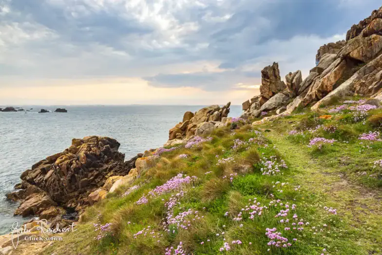 Felsige Küste mit grasbewachsenen Klippen, die mit kleinen lila Blumen übersät sind, mit Blick auf ein ruhiges Meer unter einem teilweise bewölkten Himmel bei Sonnenuntergang.