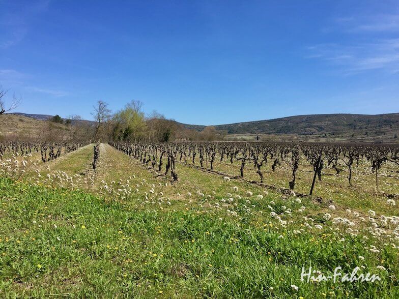Reihen von Weinstöcken in einem Weinberg erstrecken sich über ein grasbewachsenes Feld unter einem klaren blauen Himmel, mit entfernten Hügeln und Bäumen im Hintergrund. Weiße Blumen sind über die Wiese verstreut.